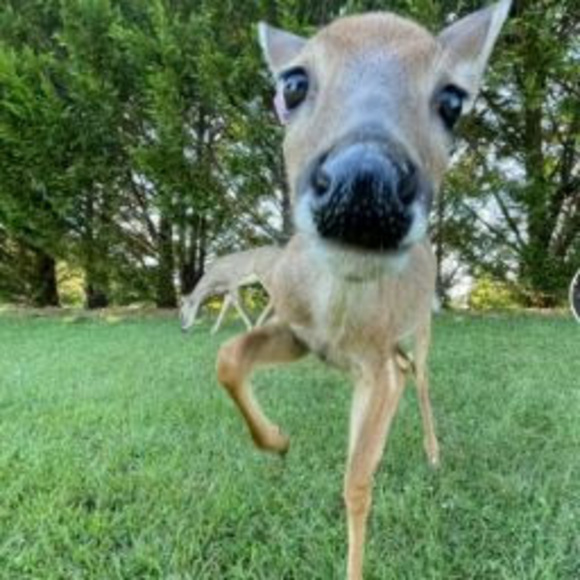 Meet your Posher, Deez - Picture 1 of 1